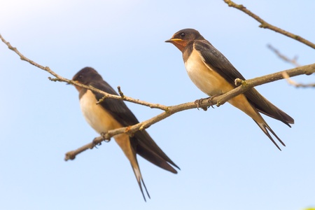 wild bird in their natural habitat, nature seriesの写真素材