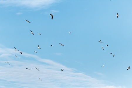 many birds flying in the sky, nature seriesの写真素材