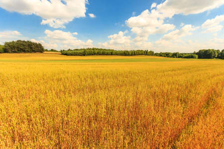 agricultural field, nature and agriculture farming series