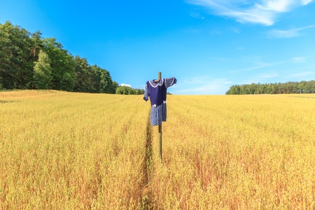 agricultural field, nature and agriculture farming seriesの写真素材