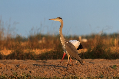 wild bird in their natural habitat, nature seriesの写真素材