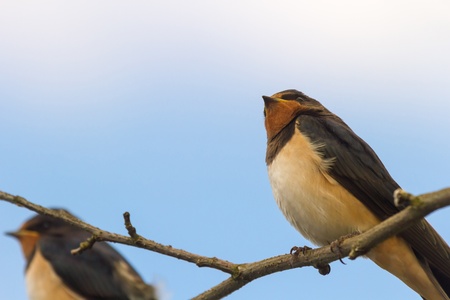 wild bird in their natural habitat, nature seriesの写真素材