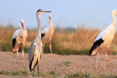 wild bird in their natural habitat, nature seriesの写真素材
