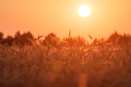 mystical sunrise in a forest on morning, nature seriesの写真素材