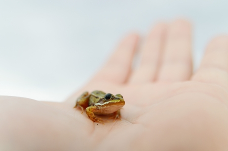 small frog rescued from a busy road on hand as a background, nature series