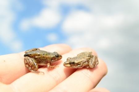 small frog rescued from a busy road on hand as a background, nature seriesの写真素材