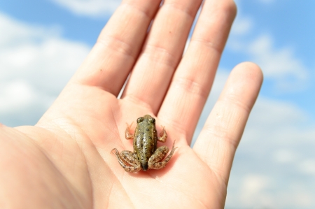 small frog rescued from a busy road on hand as a background, nature seriesの写真素材