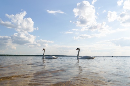 swan on blue lake water in sunny day, swans on pond, nature seriesの写真素材