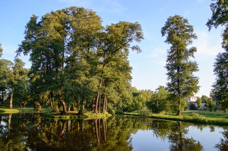 old big tree on color background with blue skyの写真素材