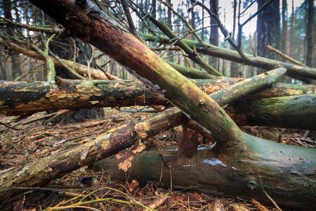 wood in the green forest, nature seriesの写真素材