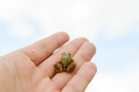 small frog rescued from a busy road on hand as a background, nature seriesの写真素材