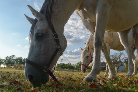 horse in a field, farm animals, nature seriesの写真素材
