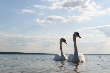 swan on blue lake water in sunny day, swans on pond, nature seriesの写真素材