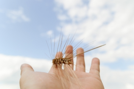 wheat on hand and blue sky, nature seriesの写真素材