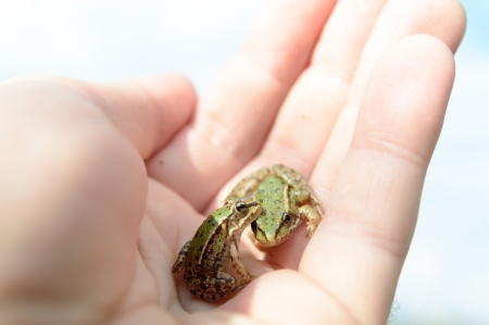 small frog rescued from a busy road on hand as a background, nature seriesの写真素材