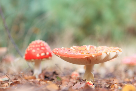 forest mushroom in moss after bir longtime rain
