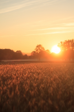 field of golden wheat and blue sky, agricultural fieldの写真素材