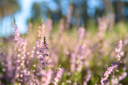 plants for natural background, nature series