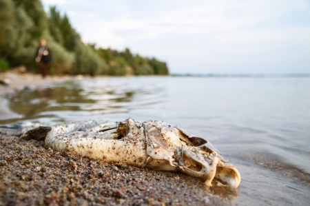 death fish on a river side, pollution, nature seriesの写真素材