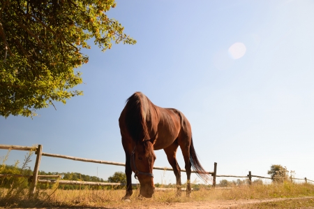 horse in a field, farm animals, nature seriesの写真素材