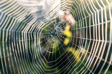 spider web with colorful, nature seriesの写真素材