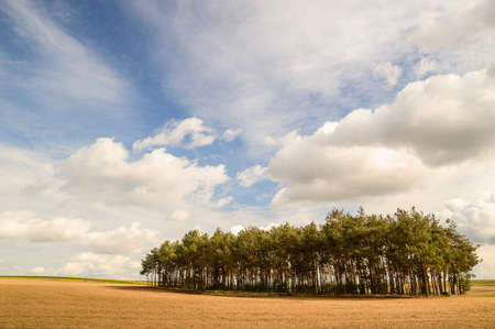 landscape of young grey forest with green trees, nature seriesの写真素材