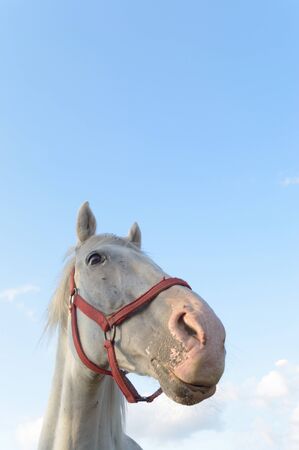 horse in a field, farm animals, nature seriesの写真素材