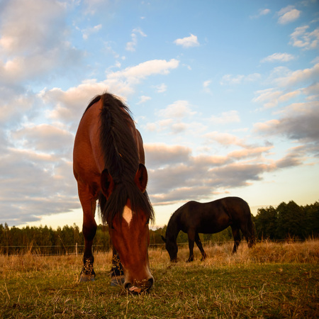 horse in a field, farm animals, nature seriesの写真素材