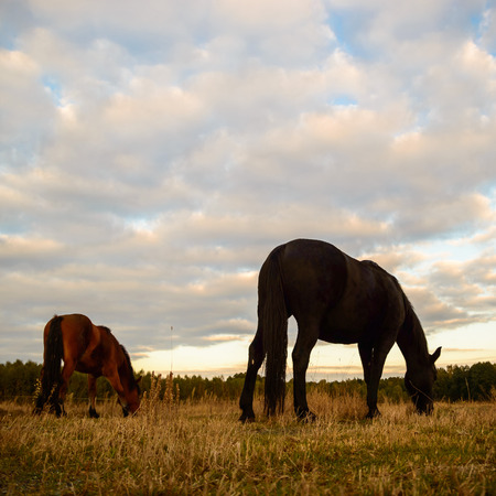 horse in a field, farm animals, nature seriesの写真素材