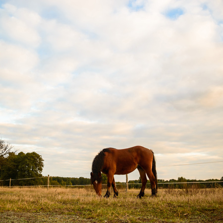 horse in a field, farm animals, nature seriesの写真素材