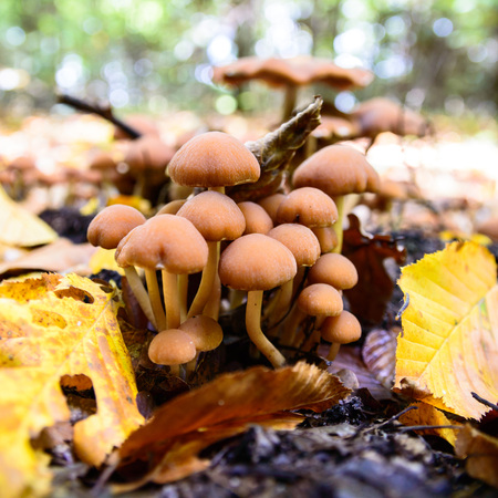 forest mushroom in moss after bir longtime rainの写真素材