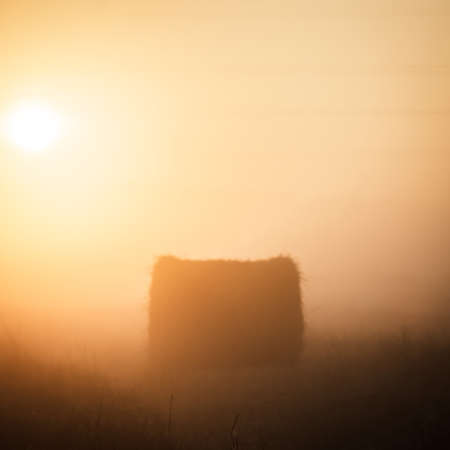 agricultural field, nature and agriculture farming seriesの写真素材
