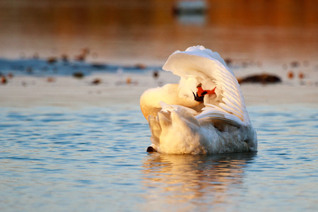swan on blue lake water in sunny day, swans on pond, nature seriesの写真素材