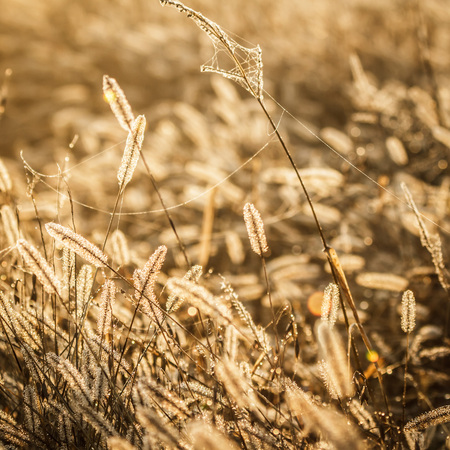 plants for natural background, nature seriesの写真素材