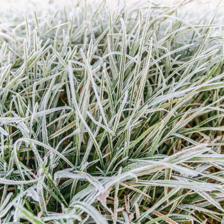 plants for natural background, nature seriesの写真素材
