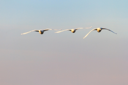 swan on blue lake water in sunny day, swans on pond, nature seriesの写真素材