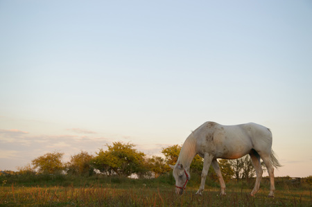 horse in a field, farm animals, nature seriesの写真素材