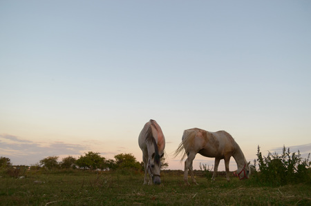 horse in a field, farm animals, nature seriesの写真素材