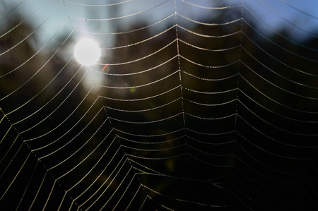 spider web with colorful background, nature seriesの写真素材