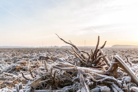 plants for natural background, nature seriesの写真素材