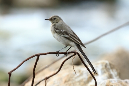 wild bird in natural habitat, nature seriesの写真素材