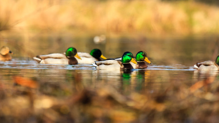 wild bird in natural habitat, nature seriesの写真素材