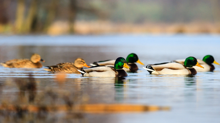 wild bird in natural habitat, nature seriesの写真素材