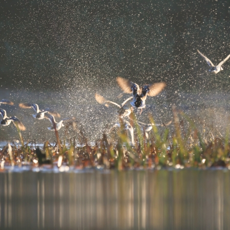 wild bird in natural habitat, nature seriesの写真素材