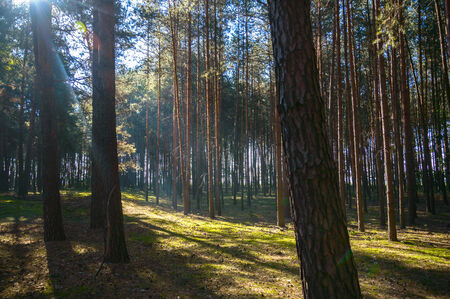 Sunlight in the green forest, nature series
