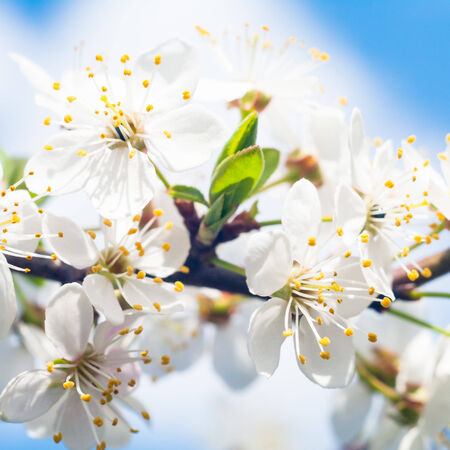 White flowersの写真素材