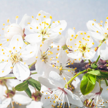 White flowersの写真素材