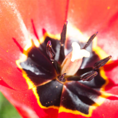 flowers as a colorful background, macro photo, nature seriesの写真素材