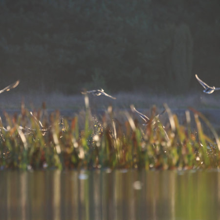 wild bird in natural habitat, nature seriesの写真素材