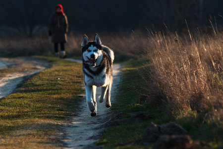 funny dog in sunny day, animals seriesの写真素材